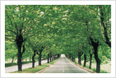 청주시 가로수길의 여름 사진