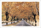 청주시 가로수길의 가을 사진